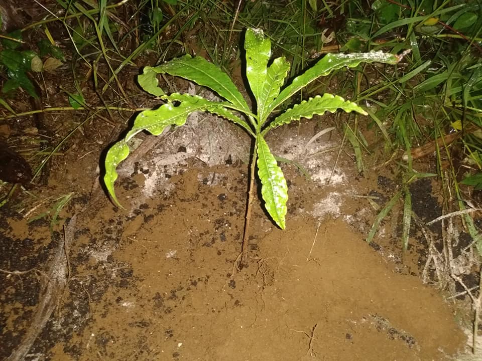 286日目:アビウを植えた