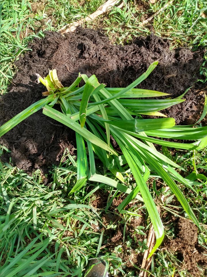 287日目:パンダンを植えた