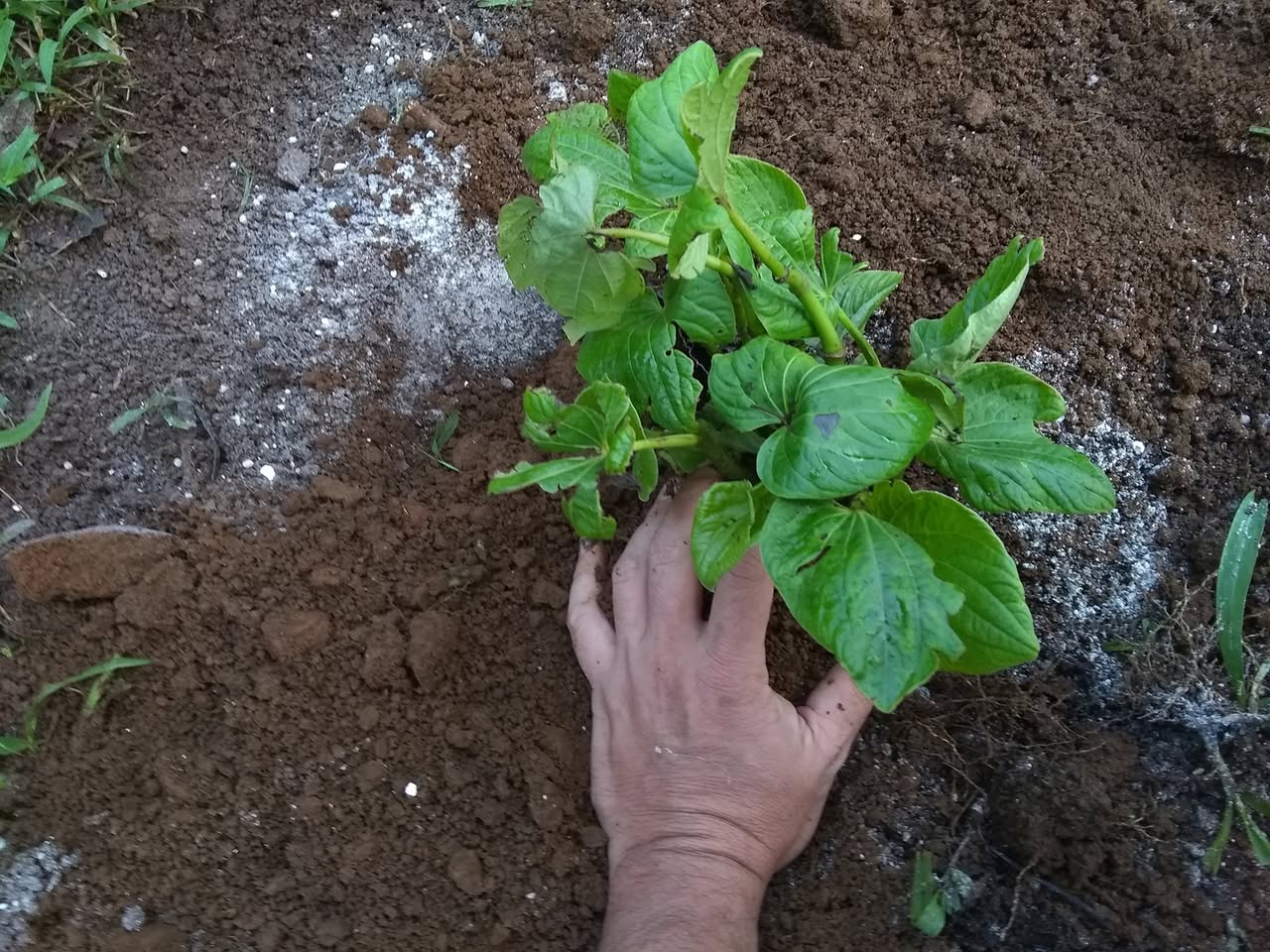 29日目:カヴァを植えた