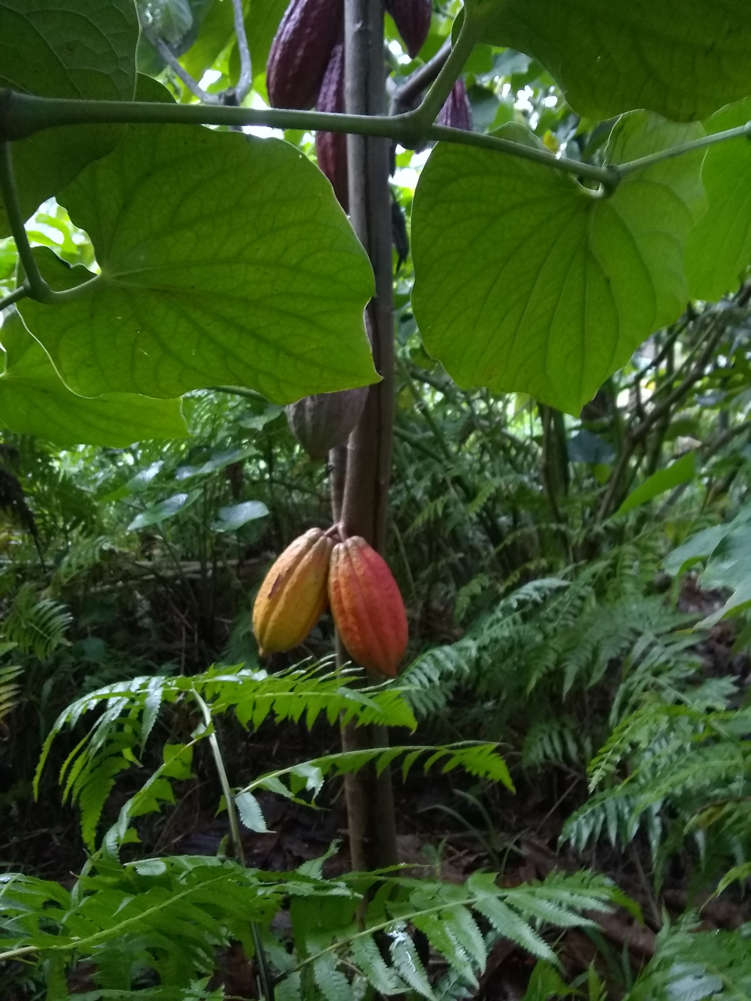 29日目:カヴァを植えた