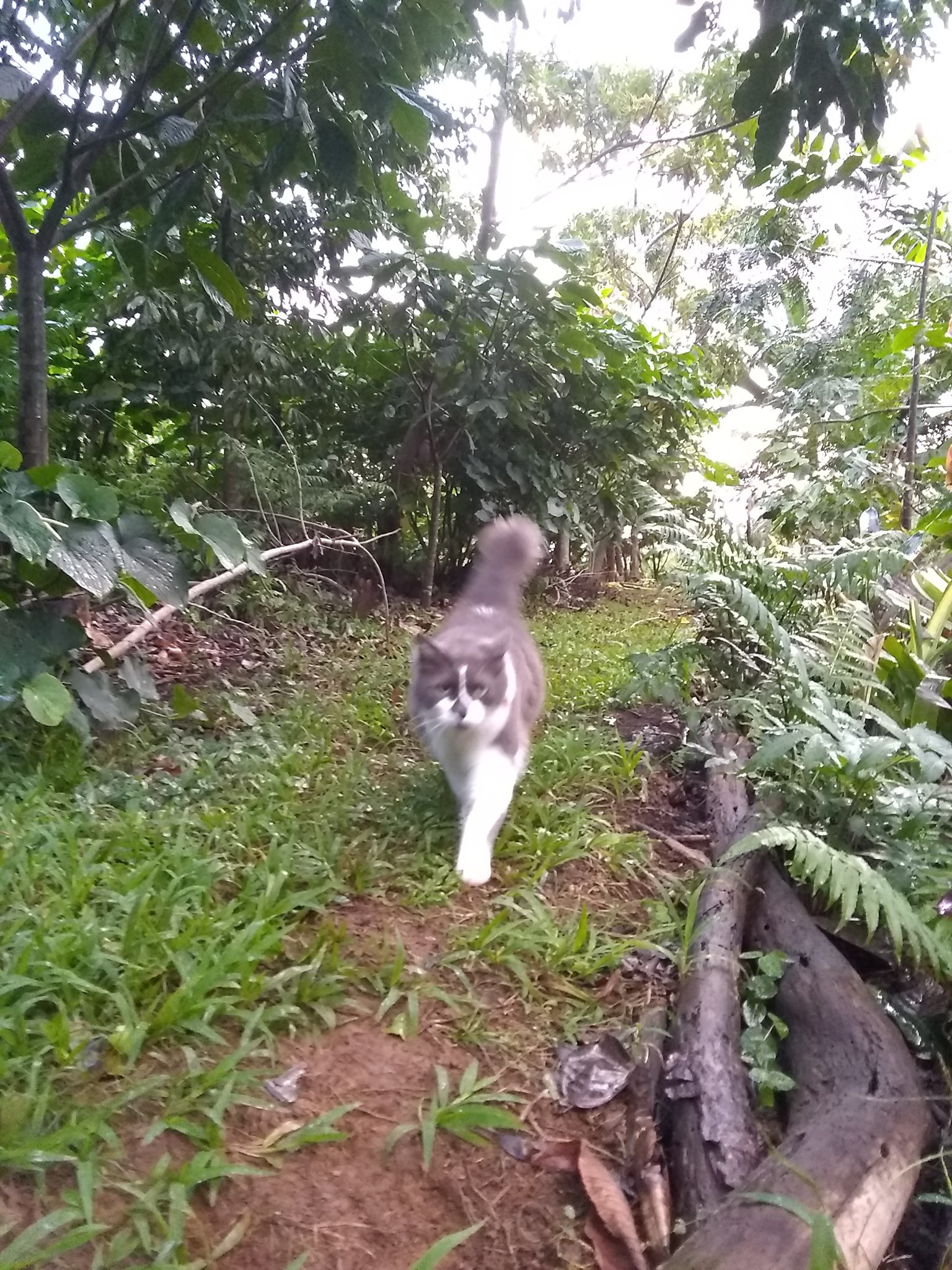 29日目:カヴァを植えた