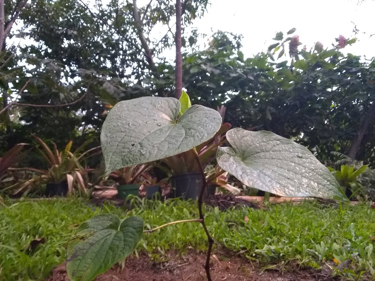 29日目:カヴァを植えた