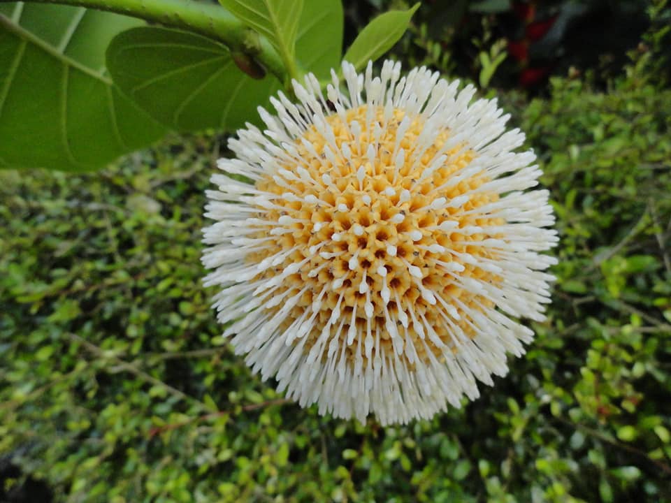 290日目:ndeaを植えた