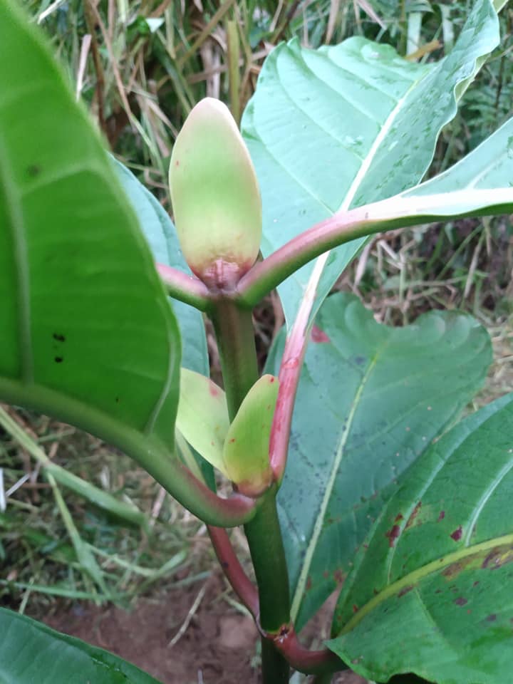 290日目:ndeaを植えた
