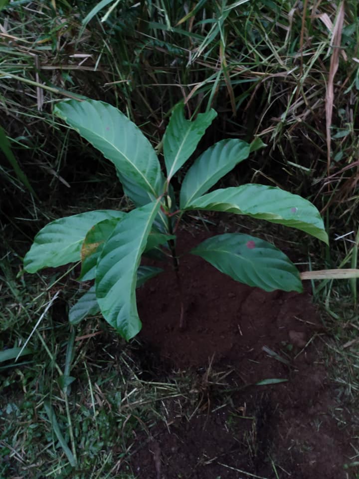 290日目:ndeaを植えた