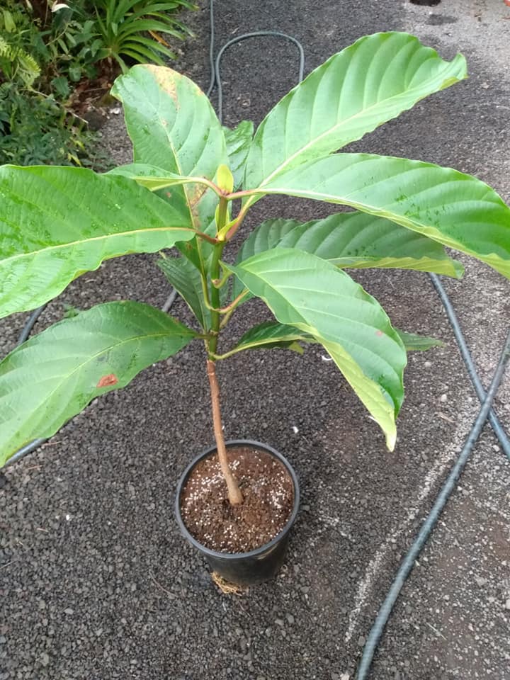 290日目:ndeaを植えた