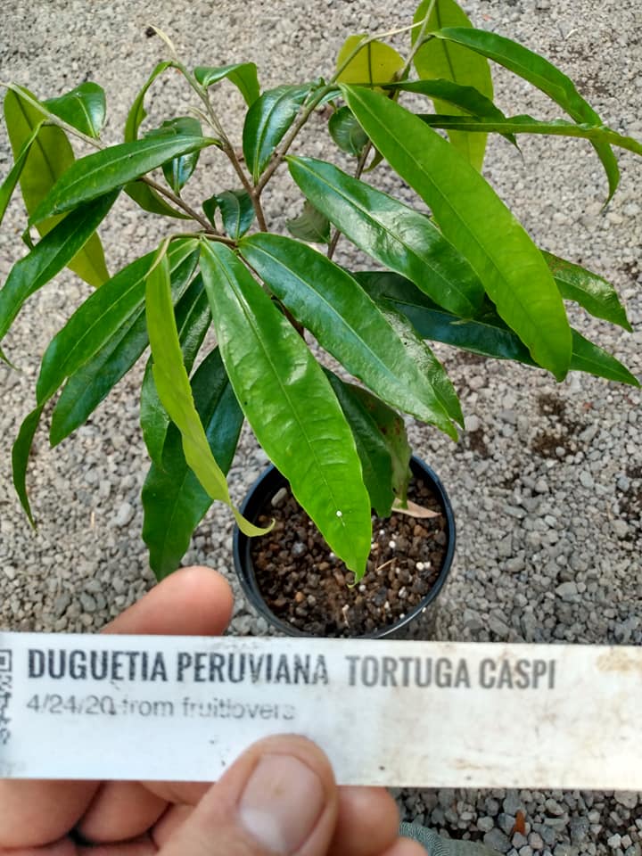 292日目:Duguetiaを植えた