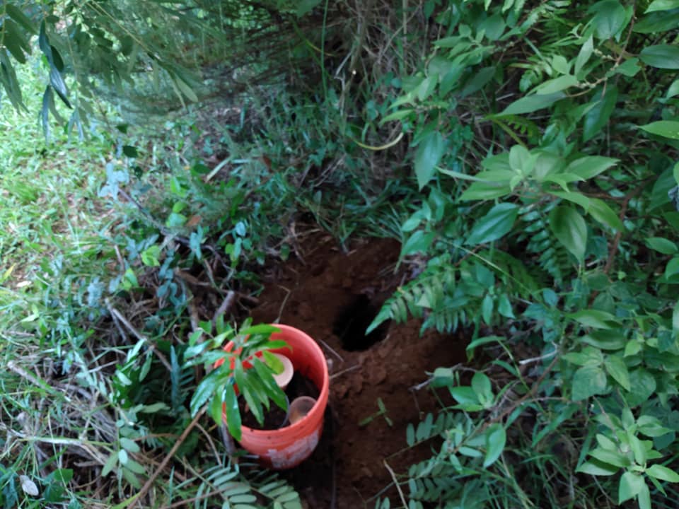 292日目:Duguetiaを植えた