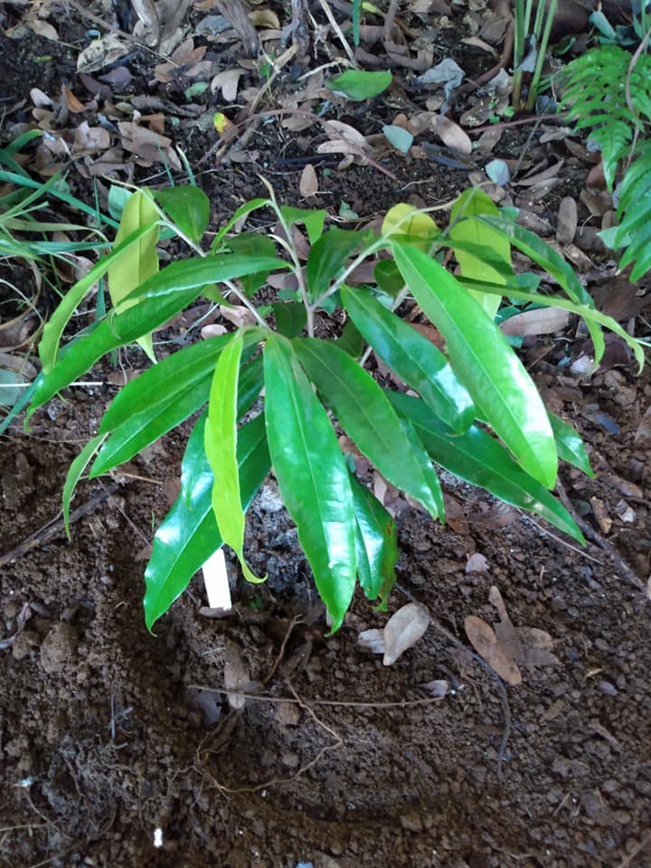 292日目:Duguetiaを植えた