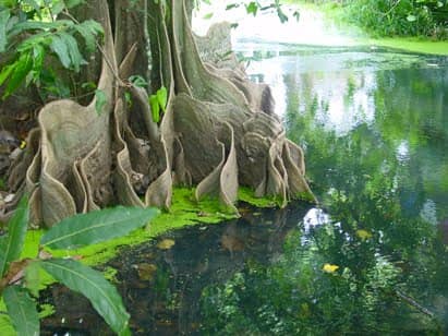 293日目:タヒチクリを植えた