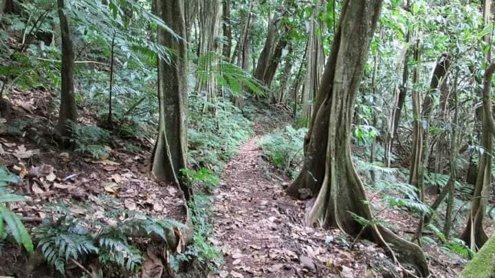 293日目:タヒチクリを植えた