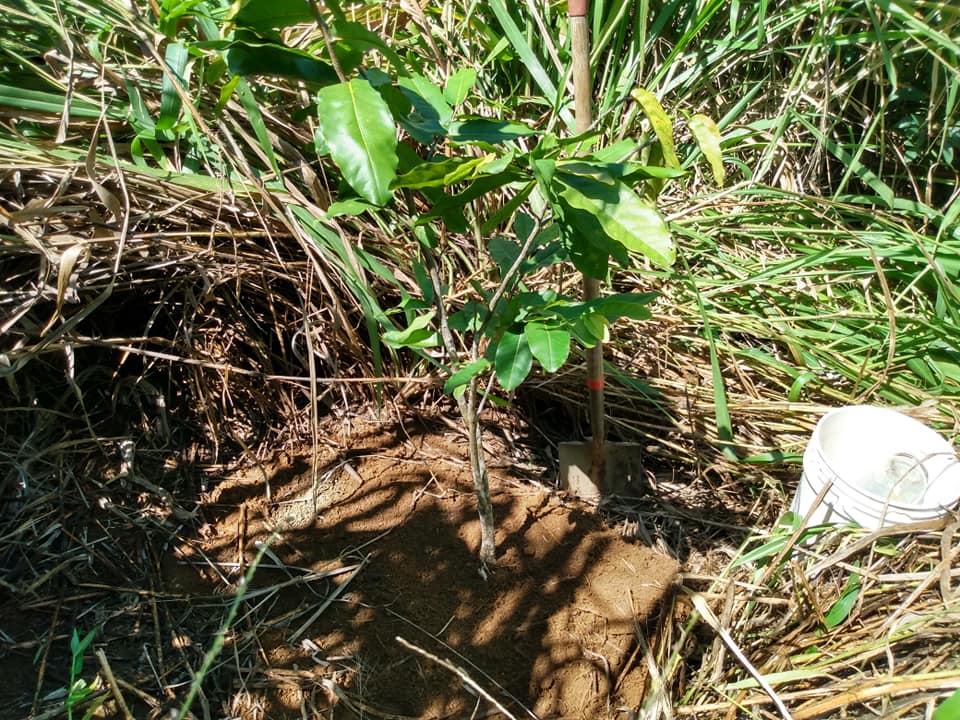 293日目:タヒチクリを植えた
