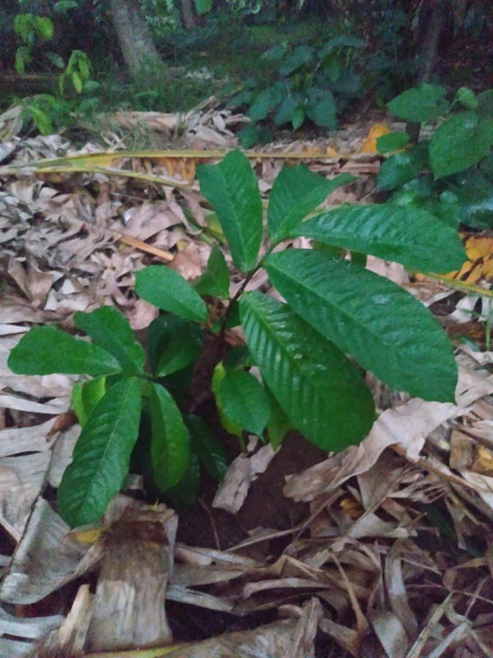294日目:ジャングルソップを植えた