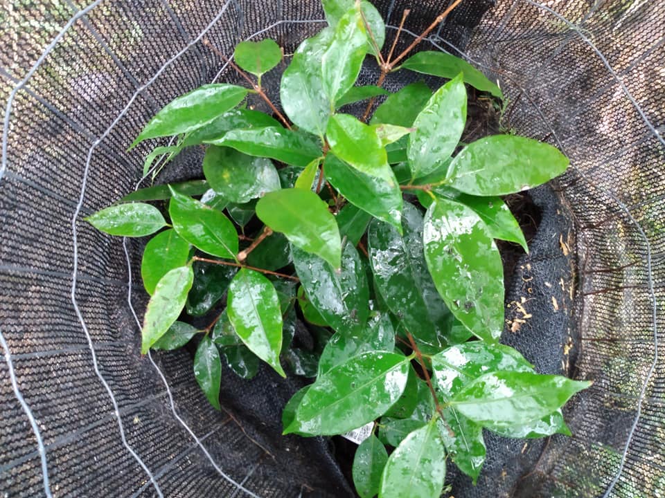 295日目:anihuayoを植えた