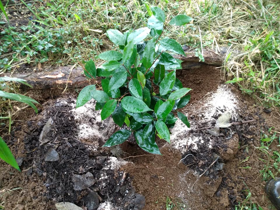 295日目:anihuayoを植えた