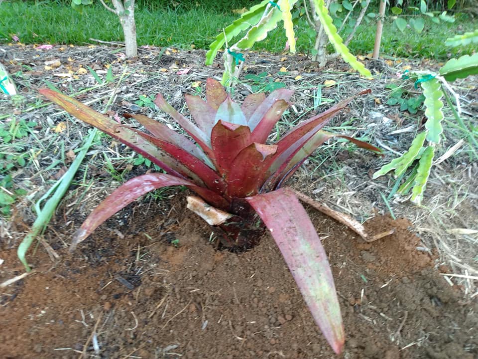 296日目:アルカンタレアを植えた