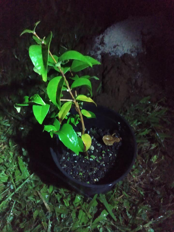297日目:スリナムチェリーを植えた