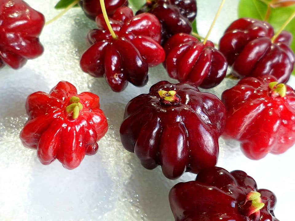 297日目:スリナムチェリーを植えた