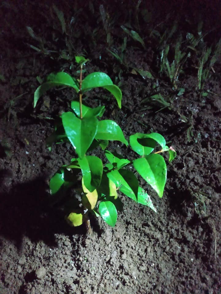 297日目:スリナムチェリーを植えた