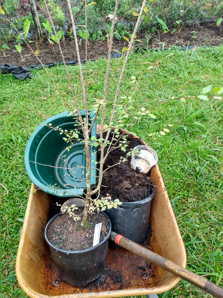 298日目:総督のプラムを植えた