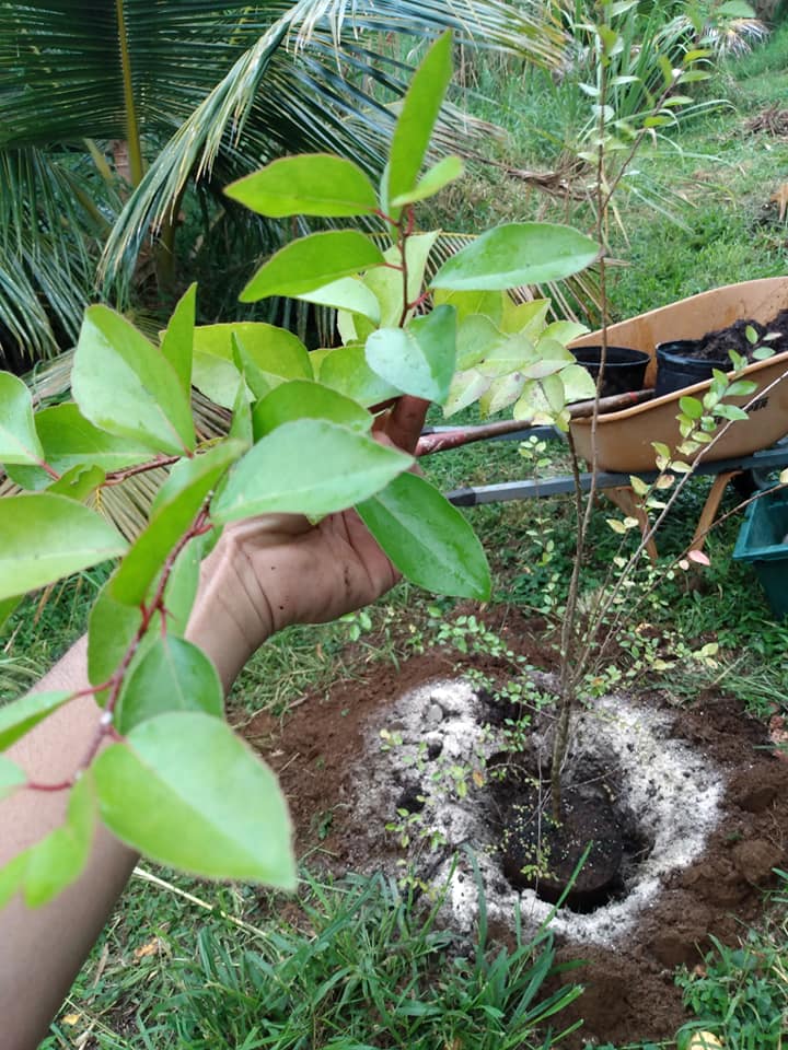 298日目:総督のプラムを植えた
