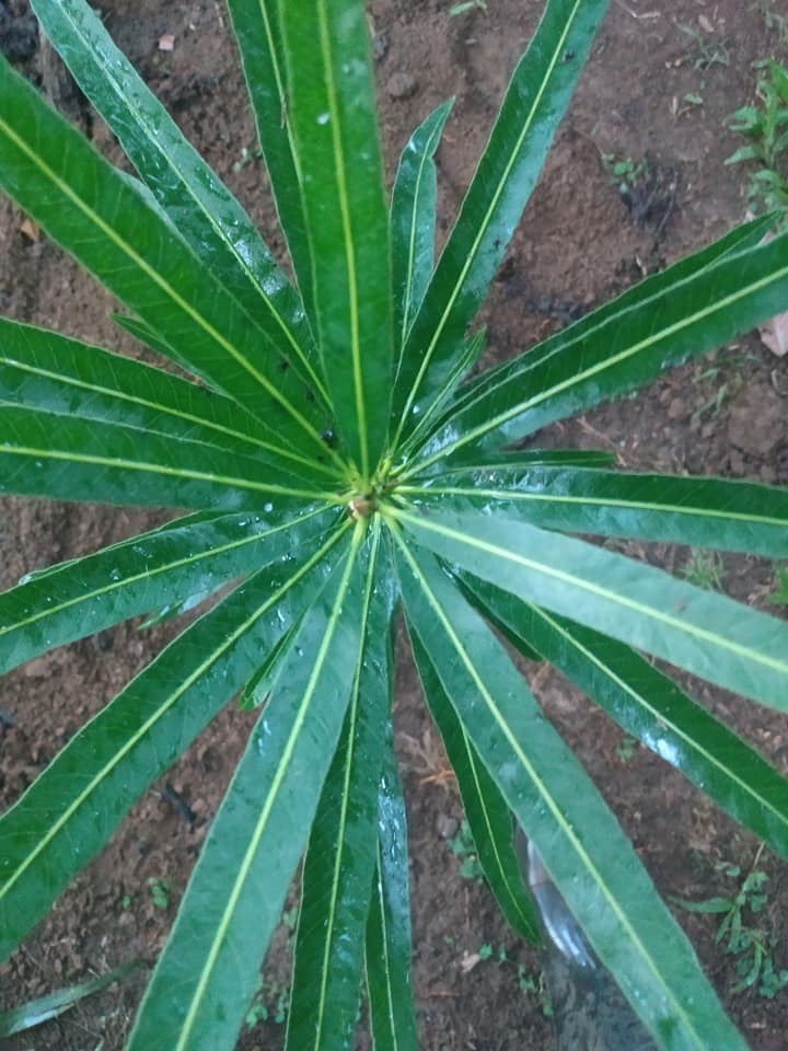 299日目:aguai guacuを植えた