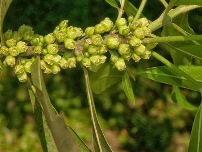 299日目:aguai guacuを植えた
