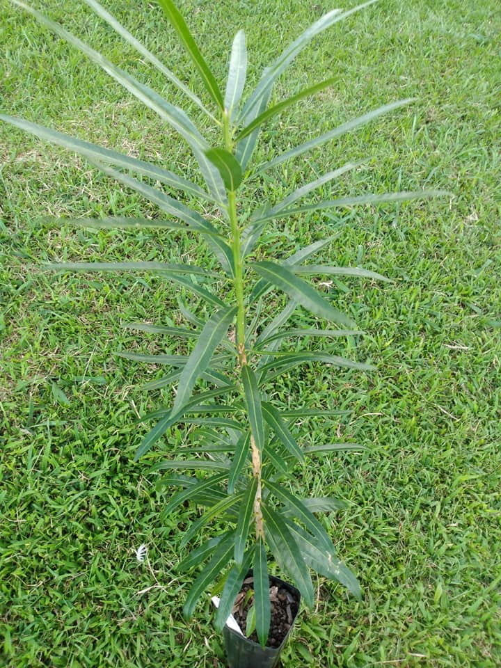 299日目:aguai guacuを植えた