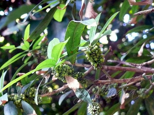 299日目:aguai guacuを植えた