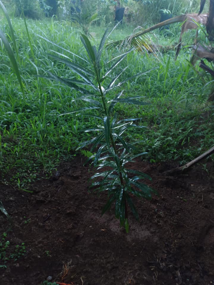 299日目:aguai guacuを植えた