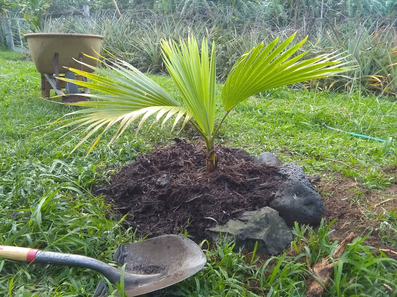 3日目:絶滅危惧種のニホアヤシを植えた