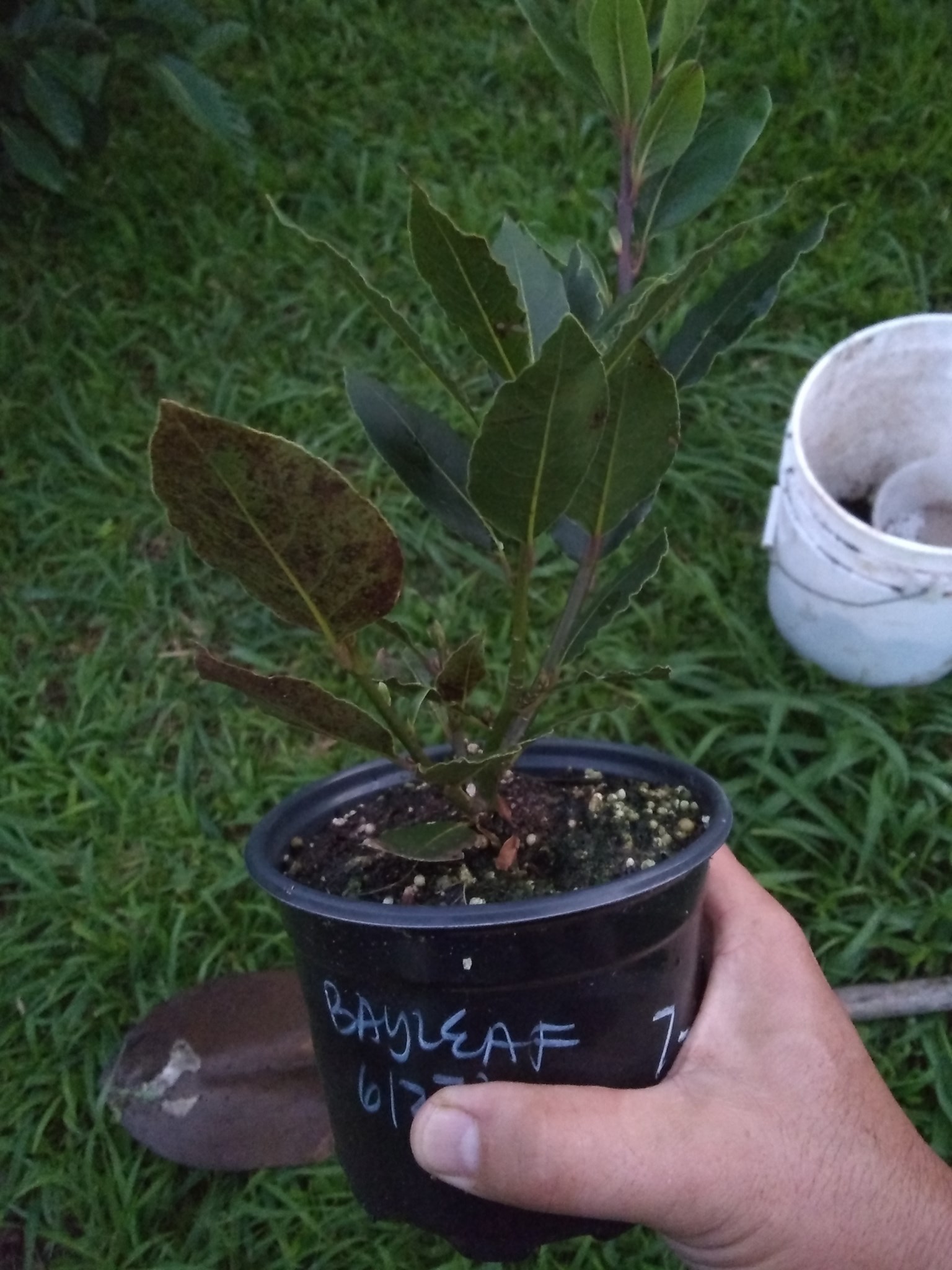 30日目:ローリエを植えた