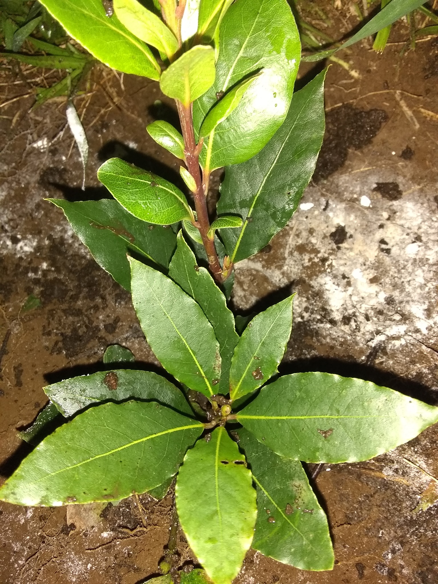 30日目:ローリエを植えた