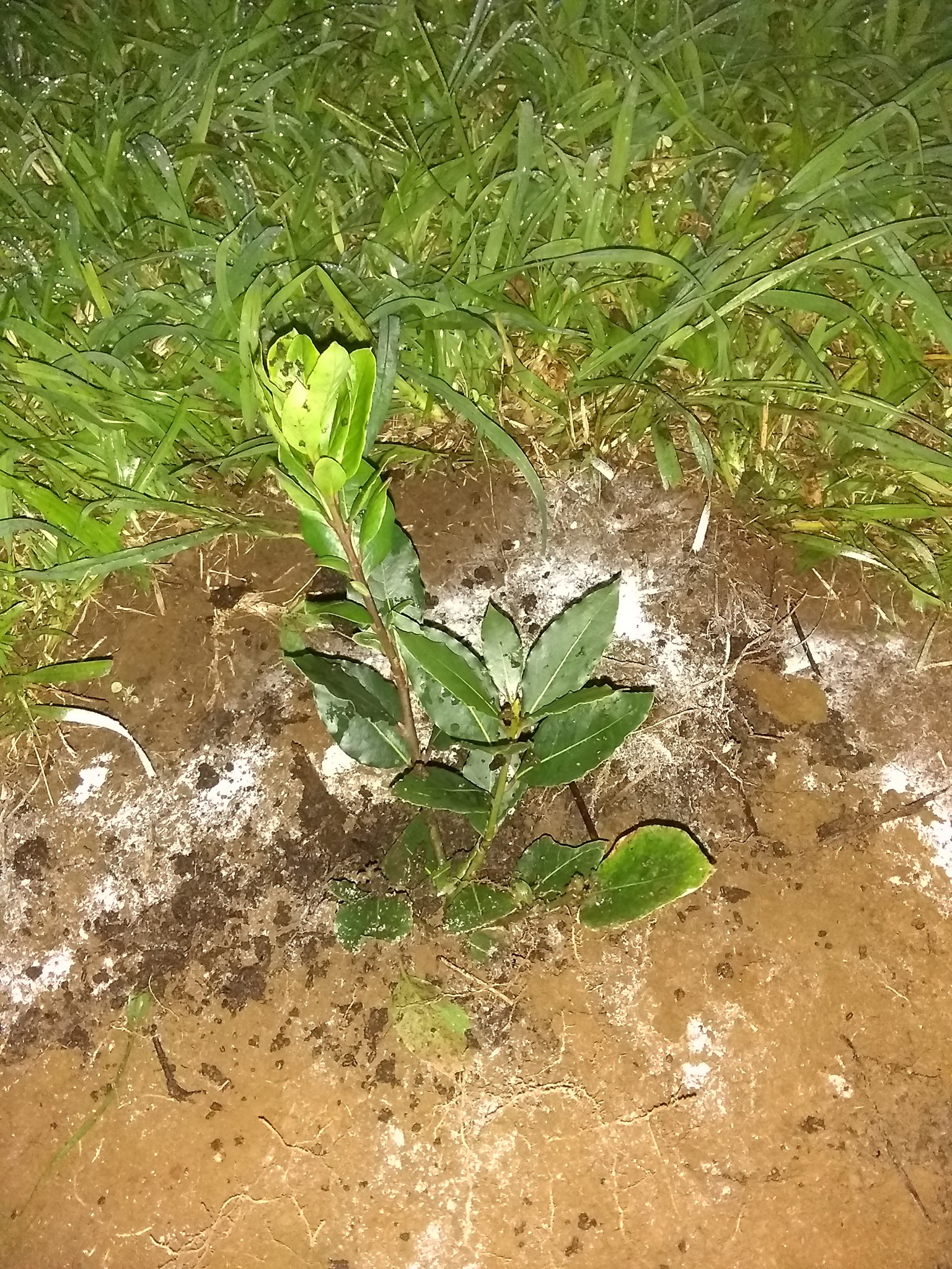 30日目:ローリエを植えた
