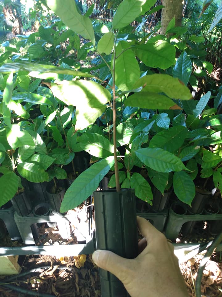 300日目:カカオを植えた