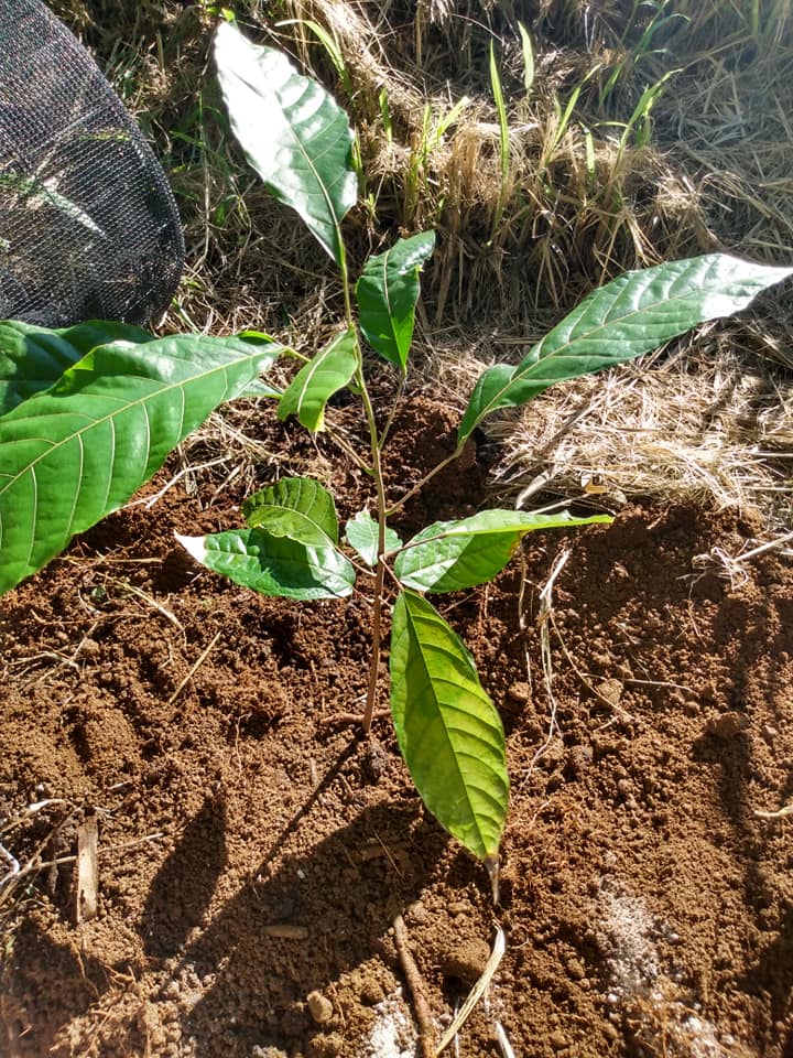 300日目:カカオを植えた