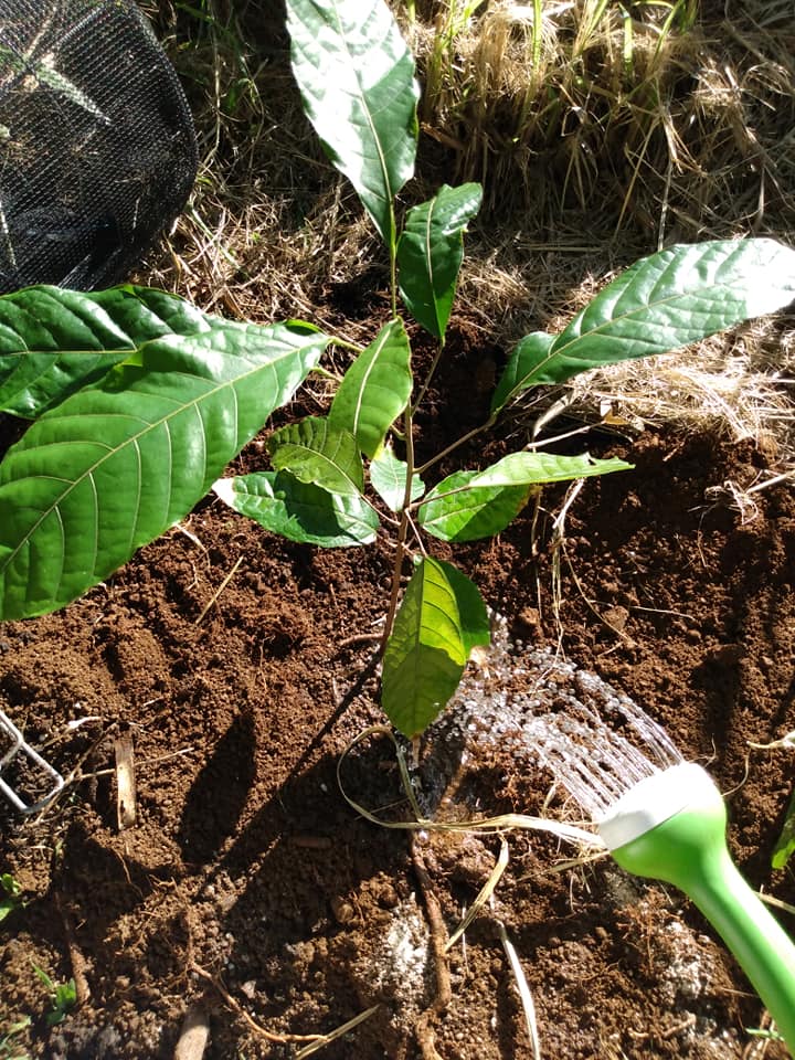 300日目:カカオを植えた