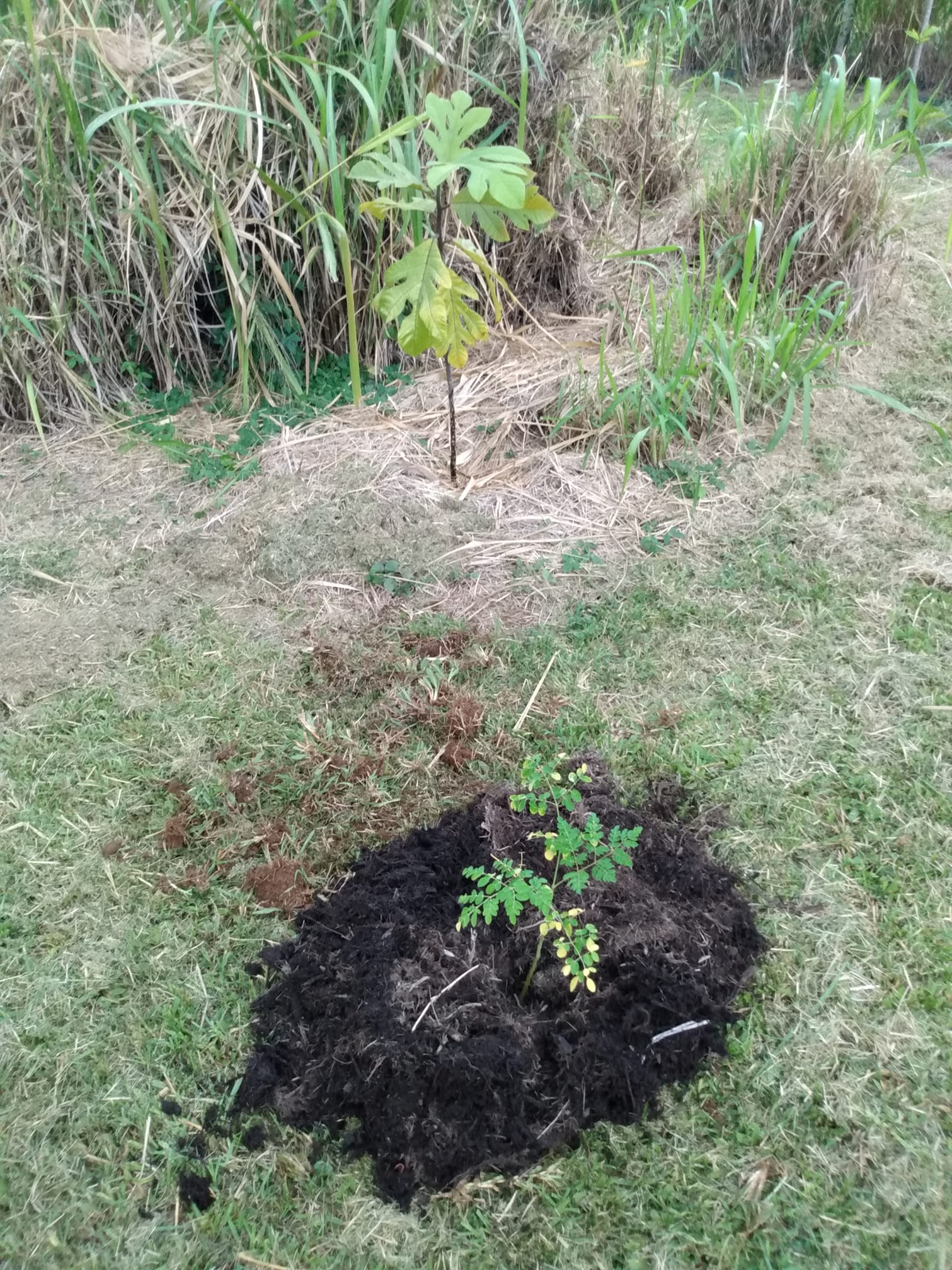 303日目:モリンガを植えた