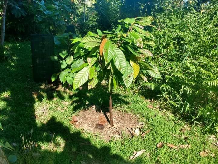 304日目:カカオを植えた