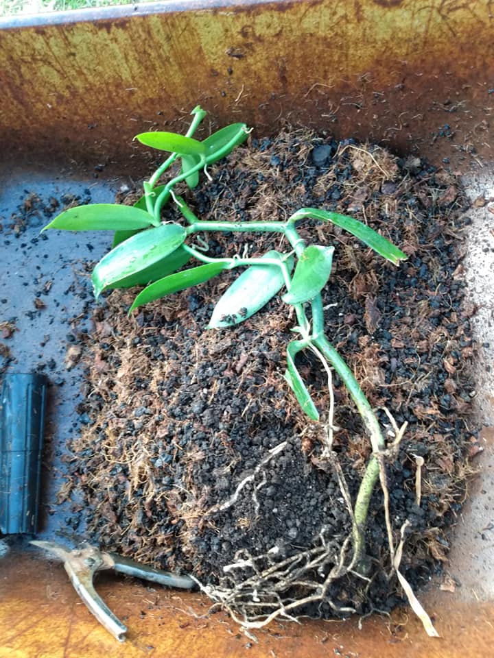 305日目:バニラを鉢植えした