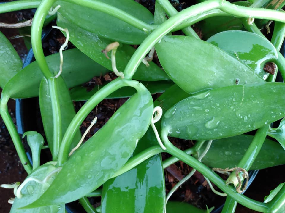 305日目:バニラを鉢植えした