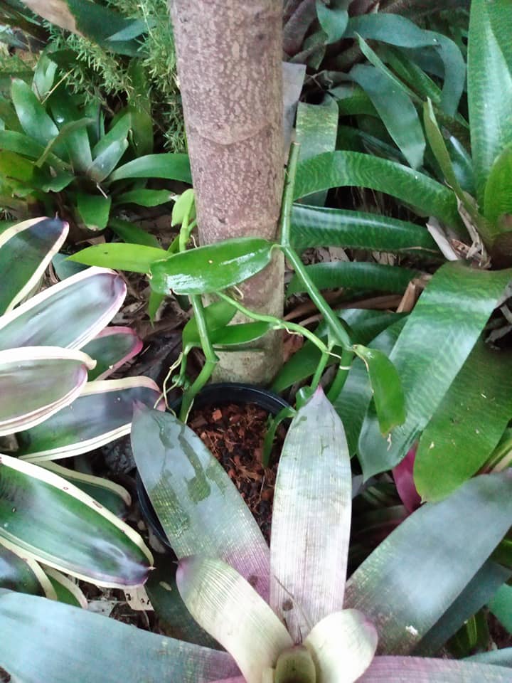 305日目:バニラを鉢植えした