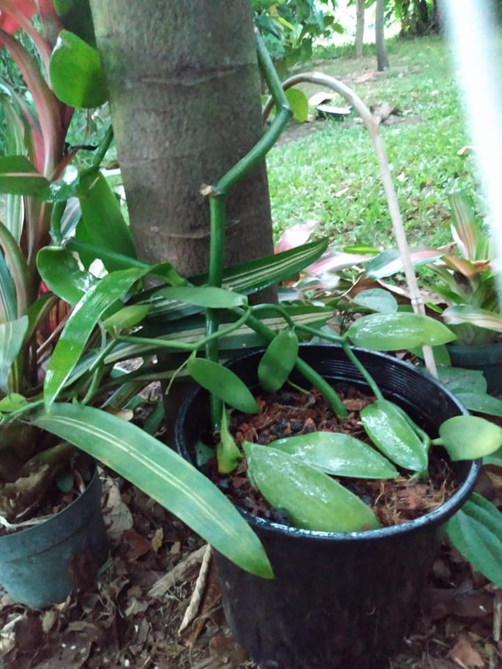 305日目:バニラを鉢植えした