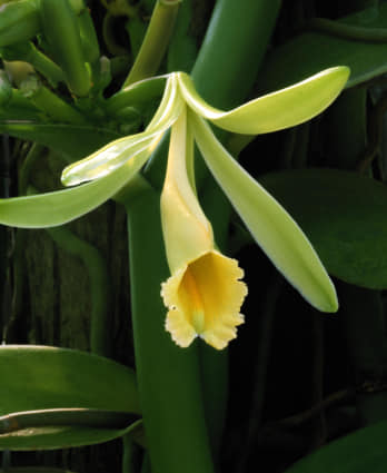 305日目:バニラを鉢植えした