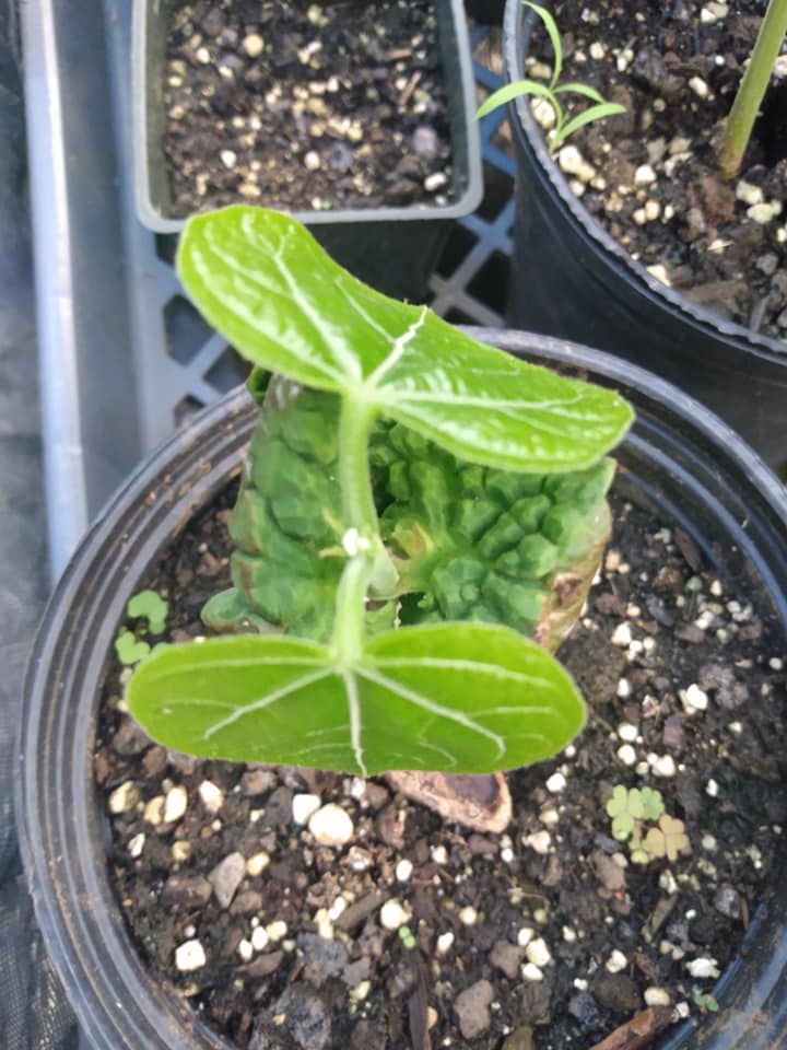305日目:バニラを鉢植えした