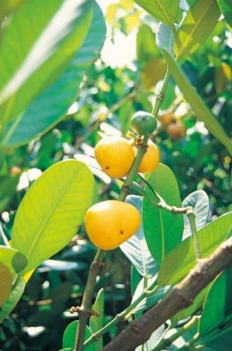 306日目:フクギを植えた