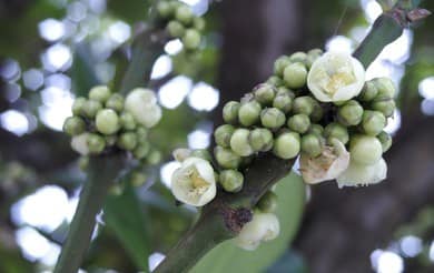 306日目:フクギを植えた