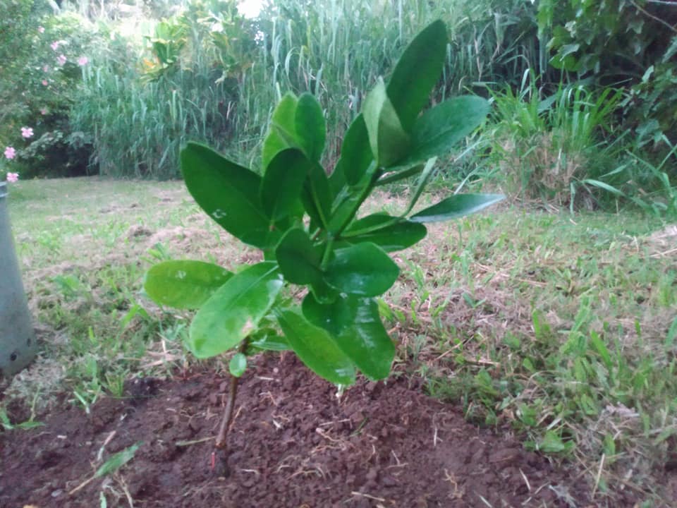 306日目:フクギを植えた