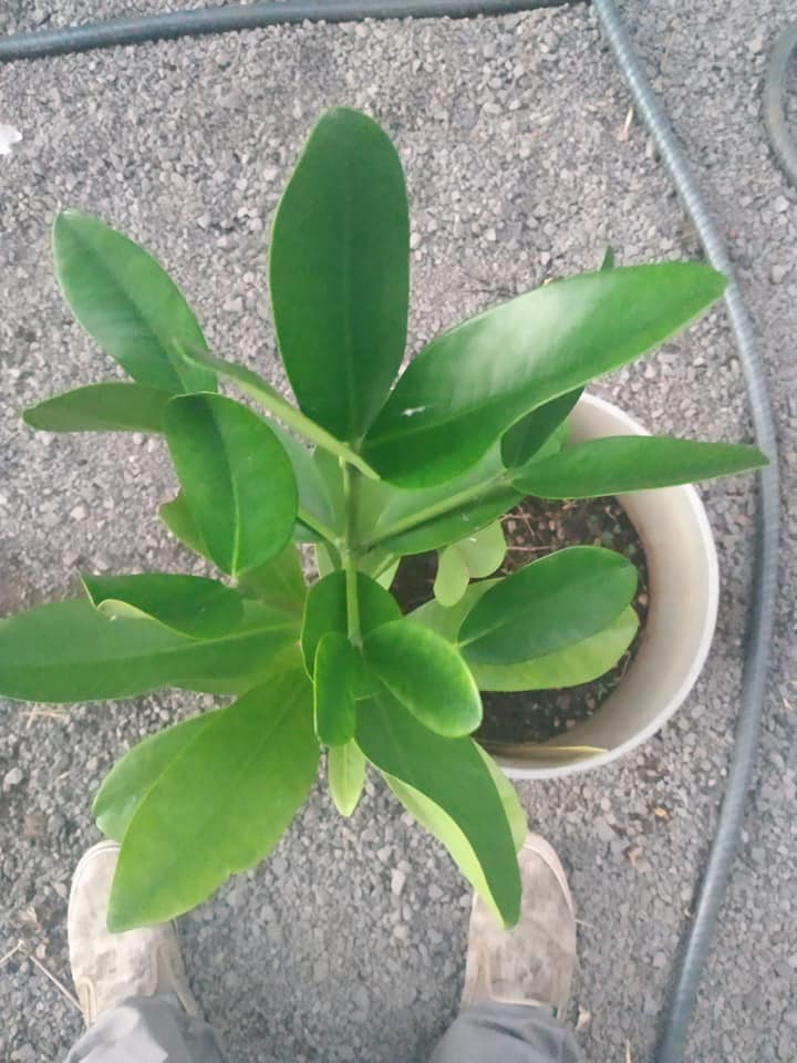 306日目:フクギを植えた