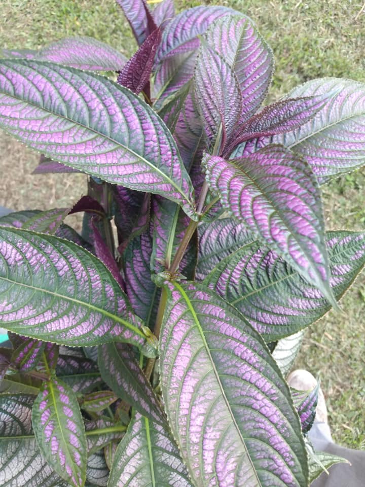 307日目:挿し木を鉢植えした